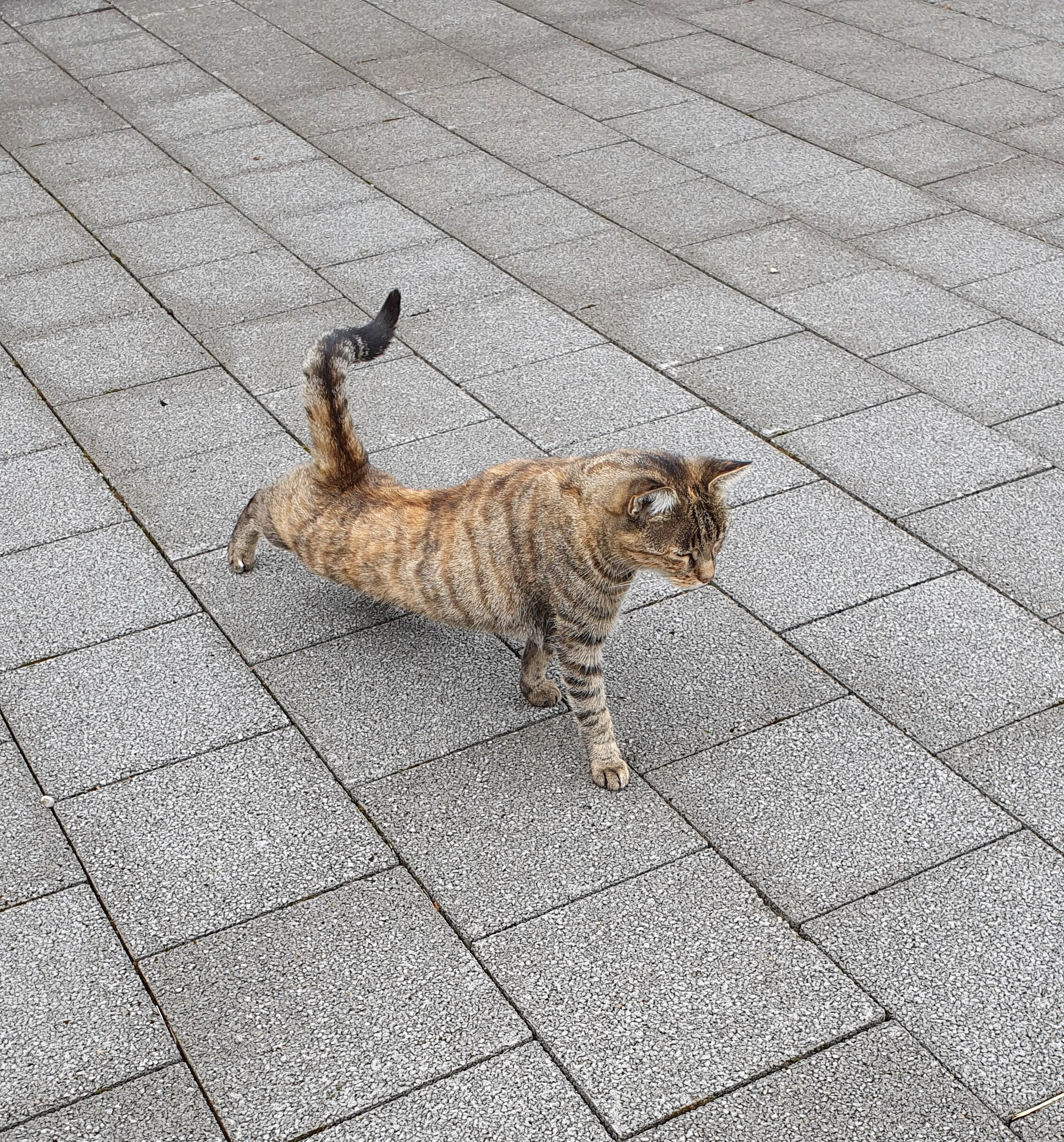 Katze beim Yoga - Strecken