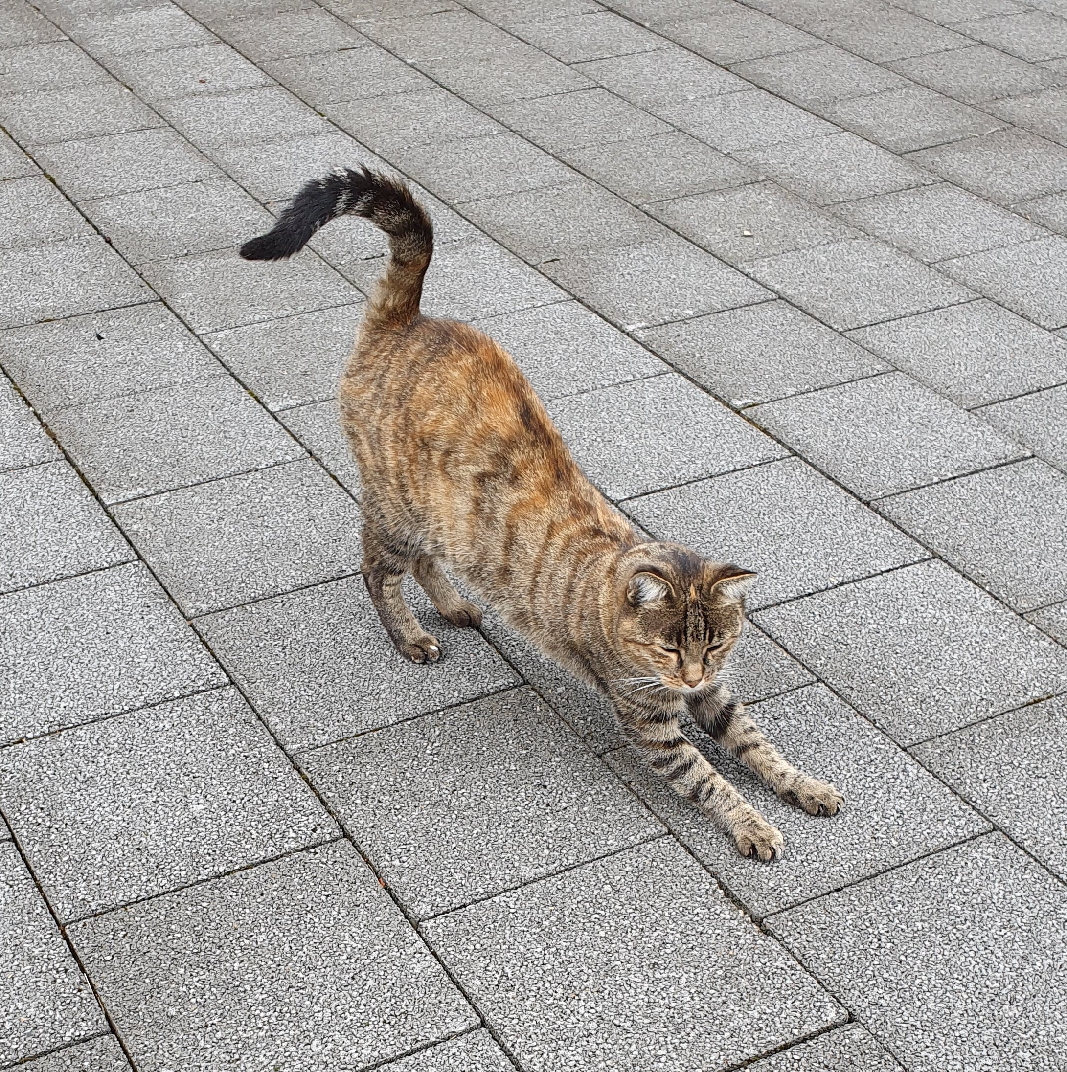 Katze beim Yoga - Strecken
